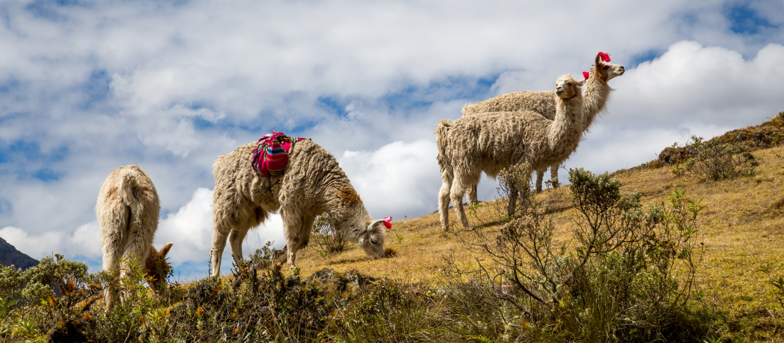 7 Day – Lares Trek & Machu Picchu