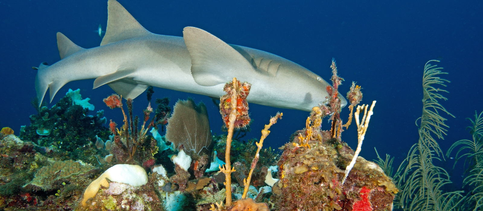 Abundant Belize