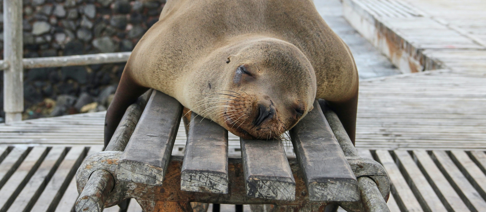 ACTION-PACKED GALAPAGOS