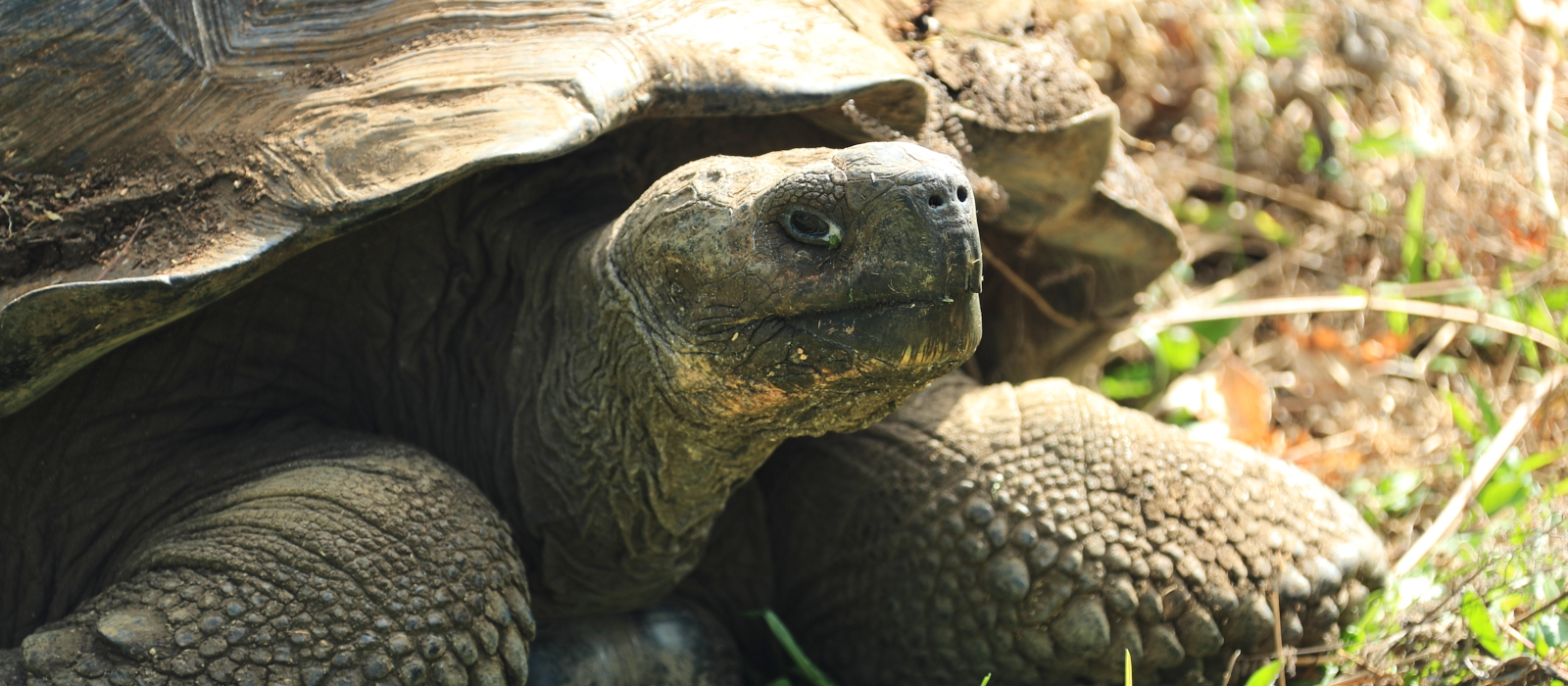 ACTION-PACKED GALAPAGOS