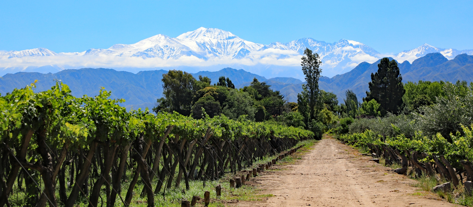 Argentina 100% wines