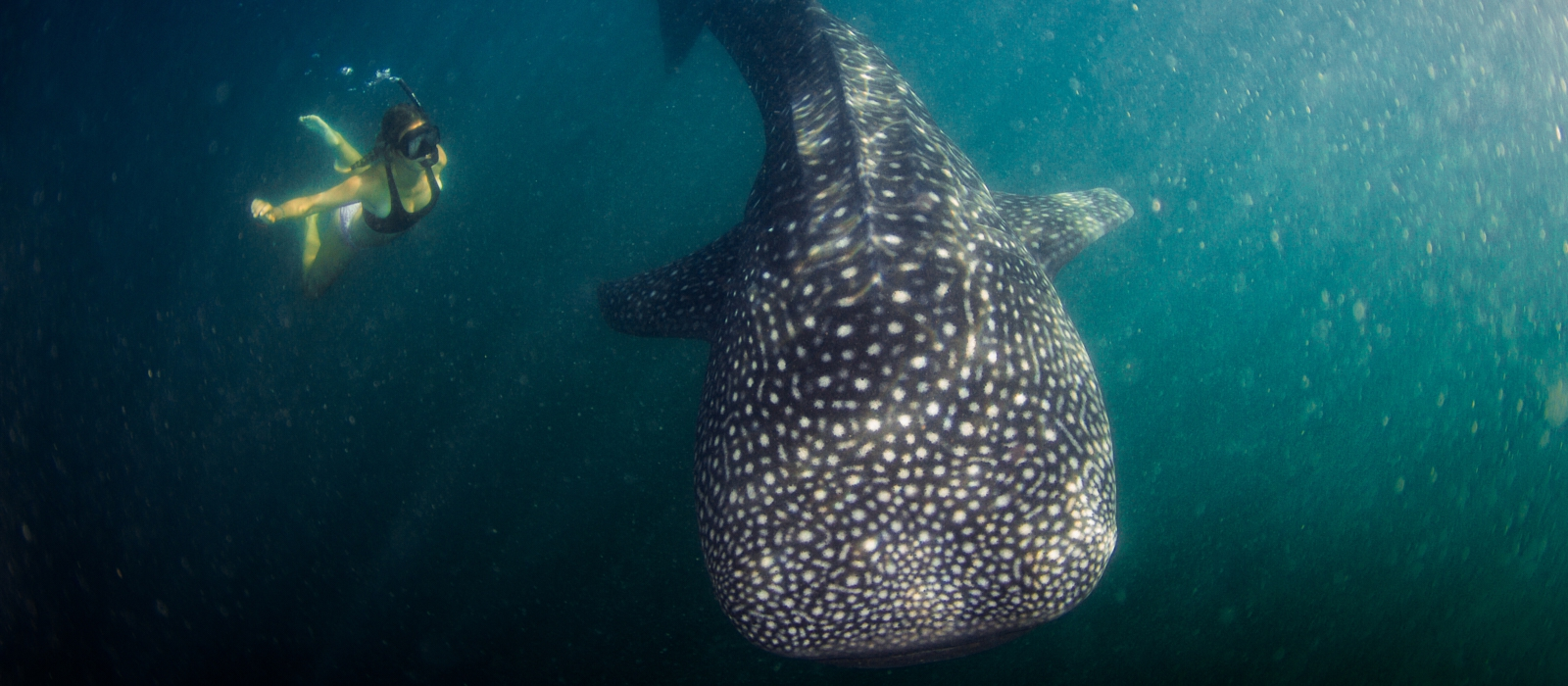 COIBA NATIONAL PARK EXTENSION