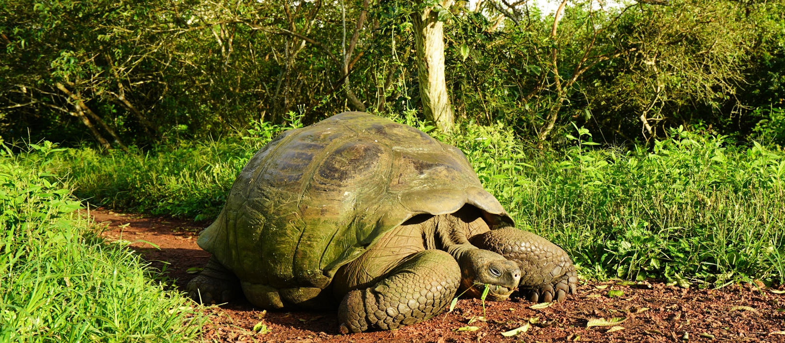 DISCOVER THE GALAPAGOS