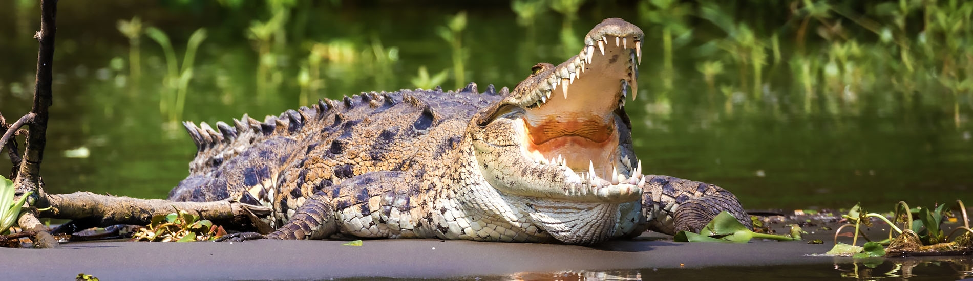 Tortuguero, National Park - Caiman