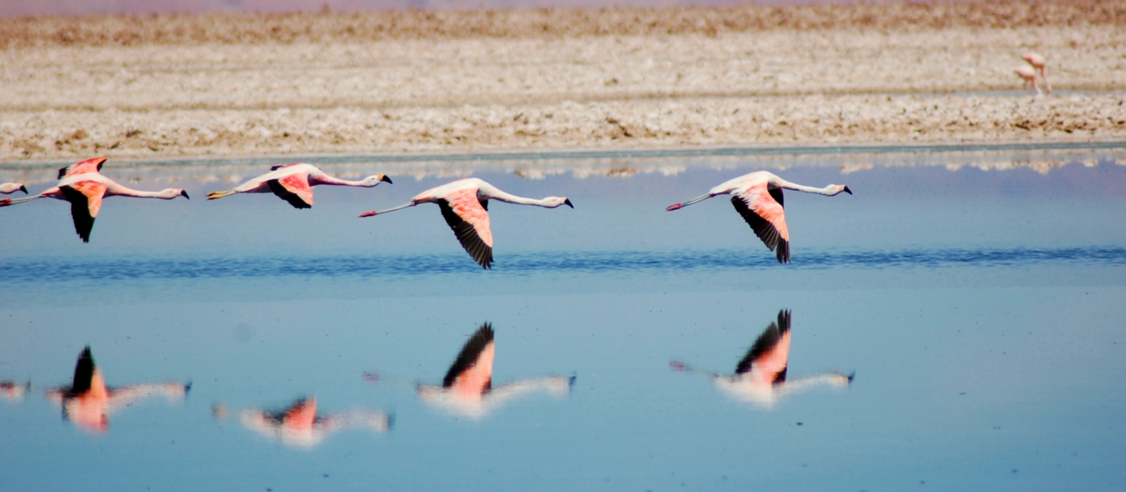 WONDERS OF ATACAMA