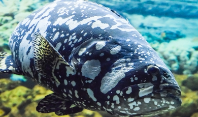 Coiba National Park Extension