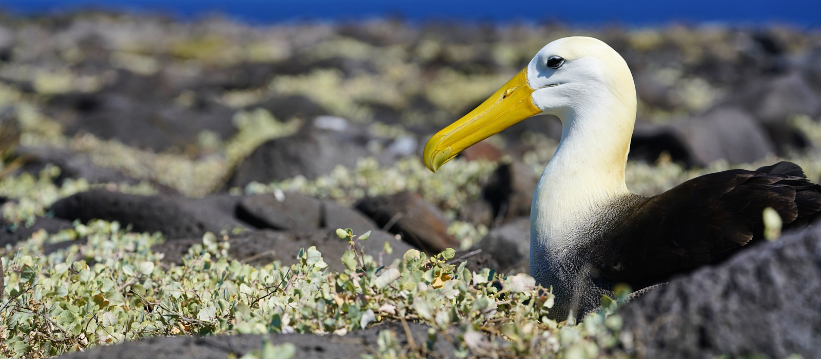 ACTION-PACKED GALAPAGOS