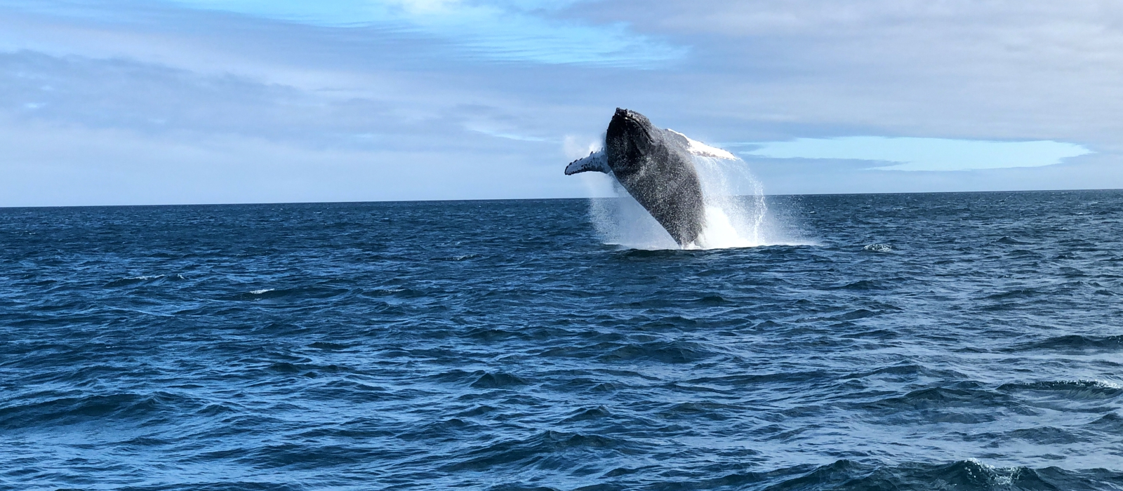 ACTION-PACKED GALAPAGOS