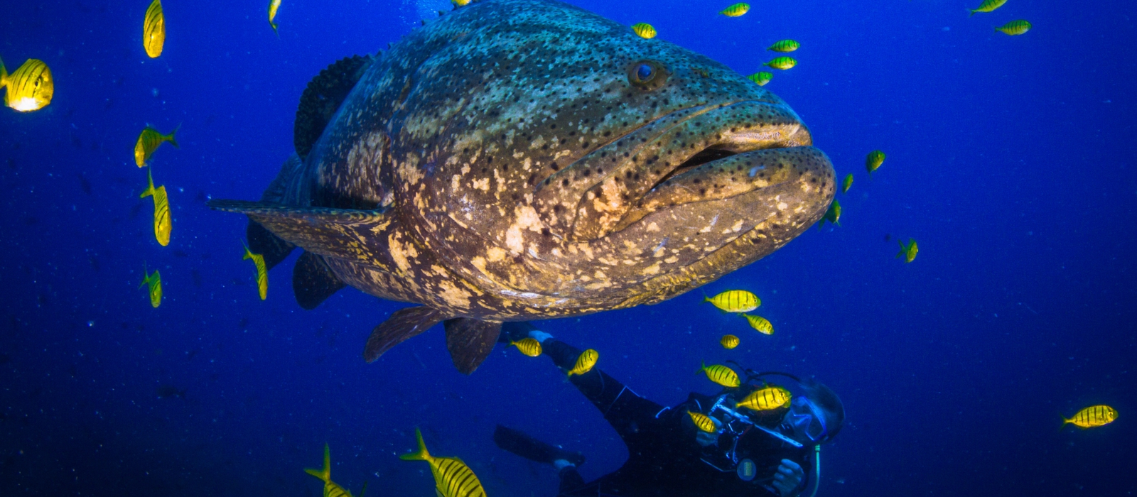 COIBA NATIONAL PARK EXTENSION