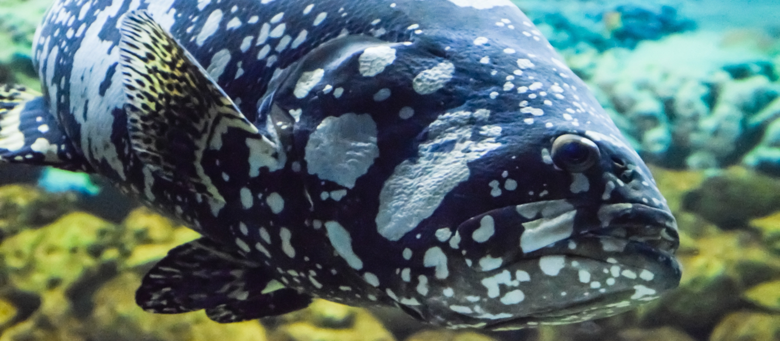 COIBA NATIONAL PARK EXTENSION