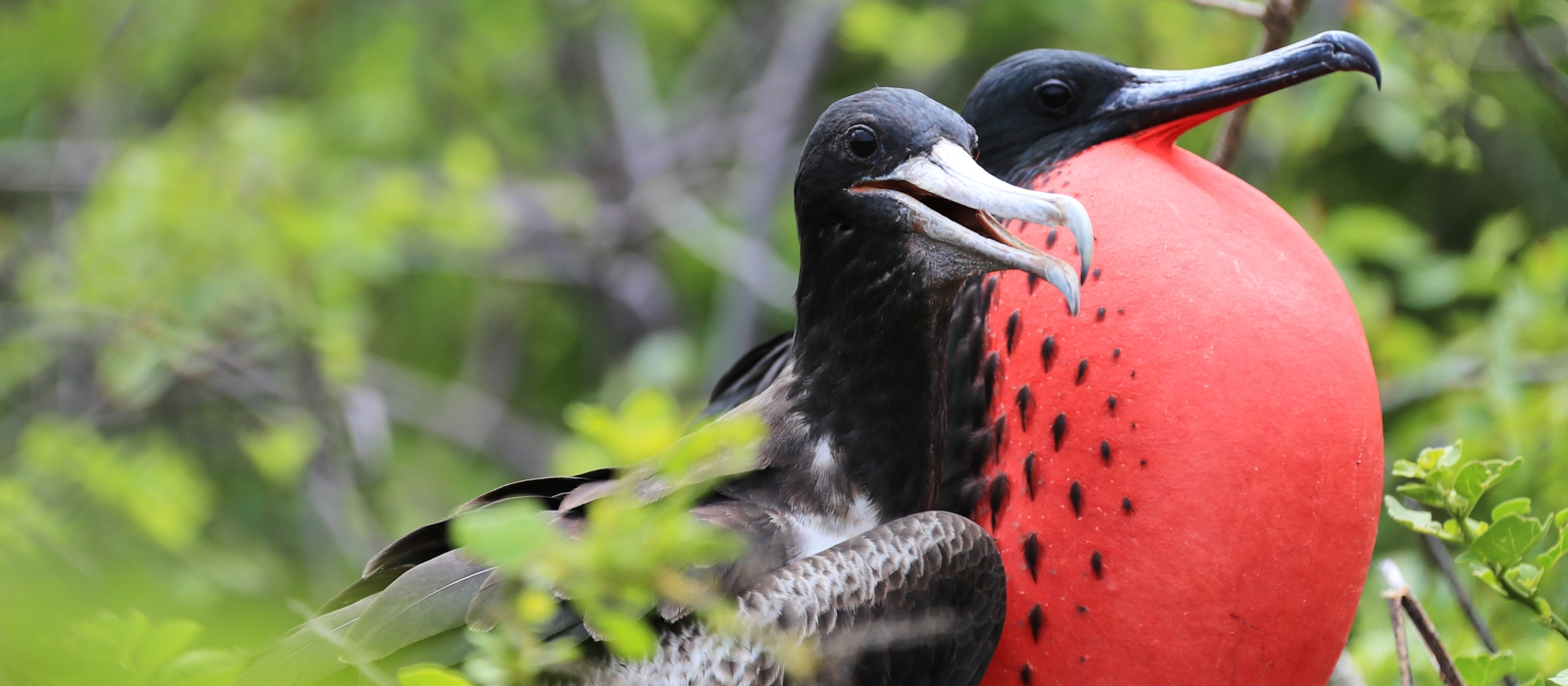 COMPLETE ECUADOR AND GALAPAGOS ADVENTURE