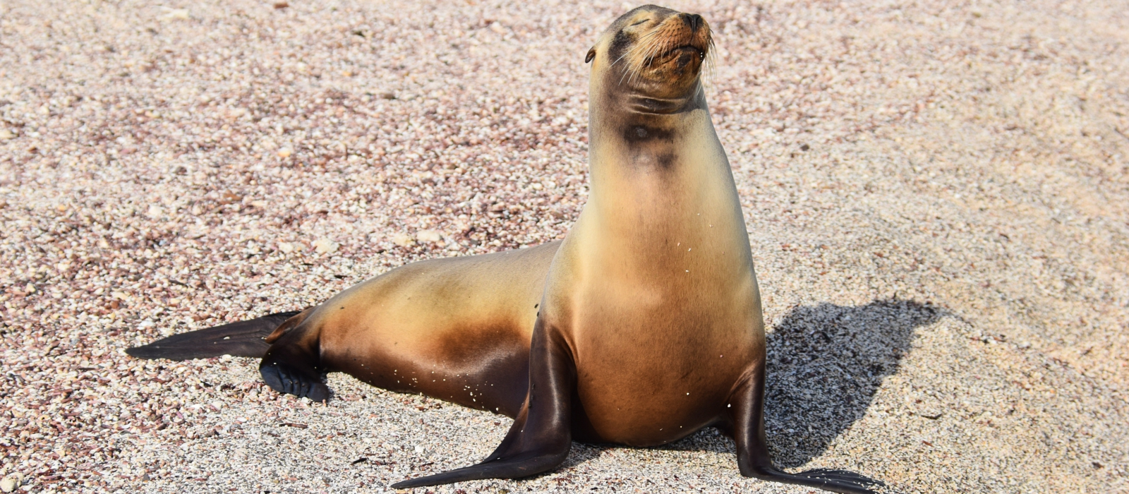 DISCOVER THE GALAPAGOS