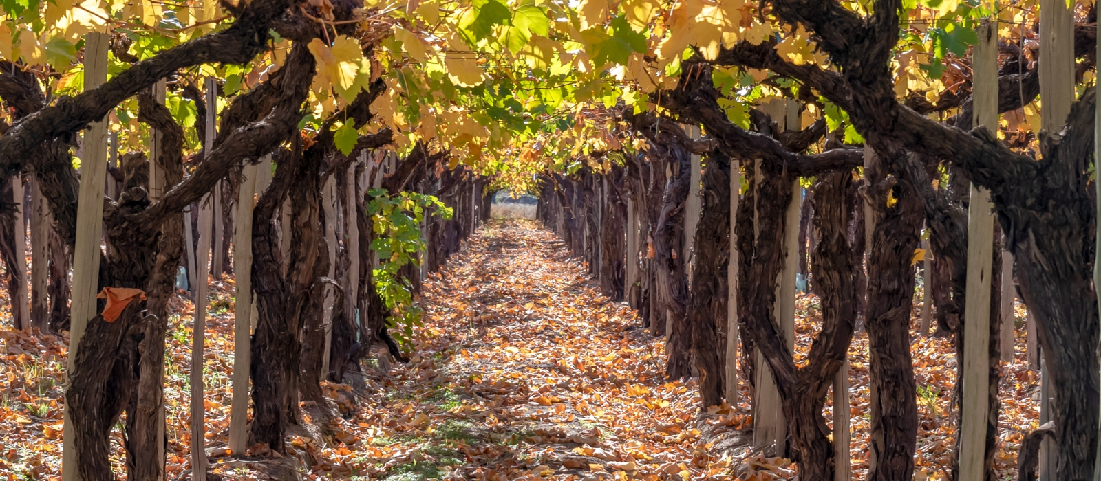 FULL-ON ARGENTINIAN WINE!