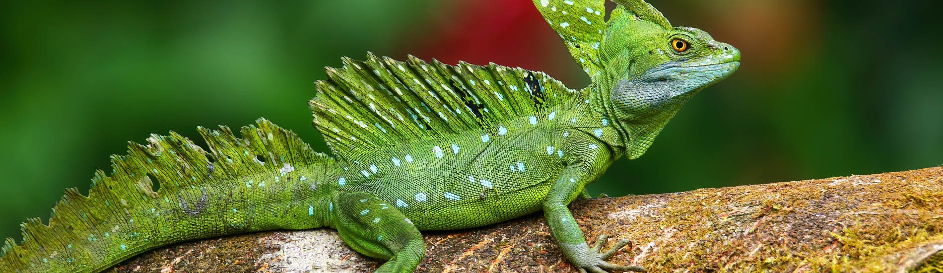 La fortuna -  Plumed basilisk