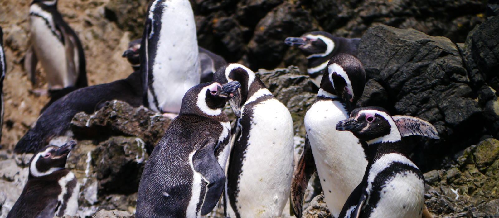 THE MAGICAL CHILOE ISLAND