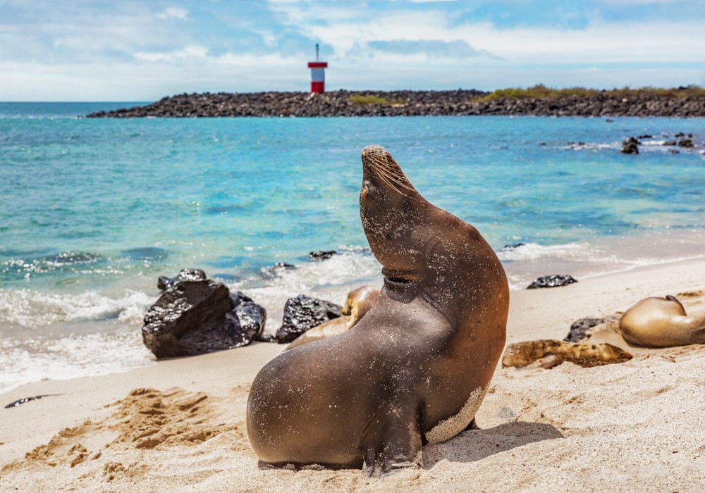 Sea lion