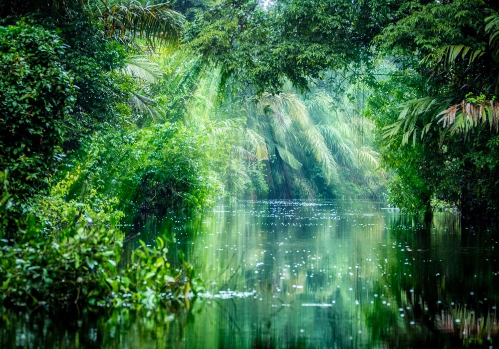 Tortuguero National Park, Rainforest, Costa Rica