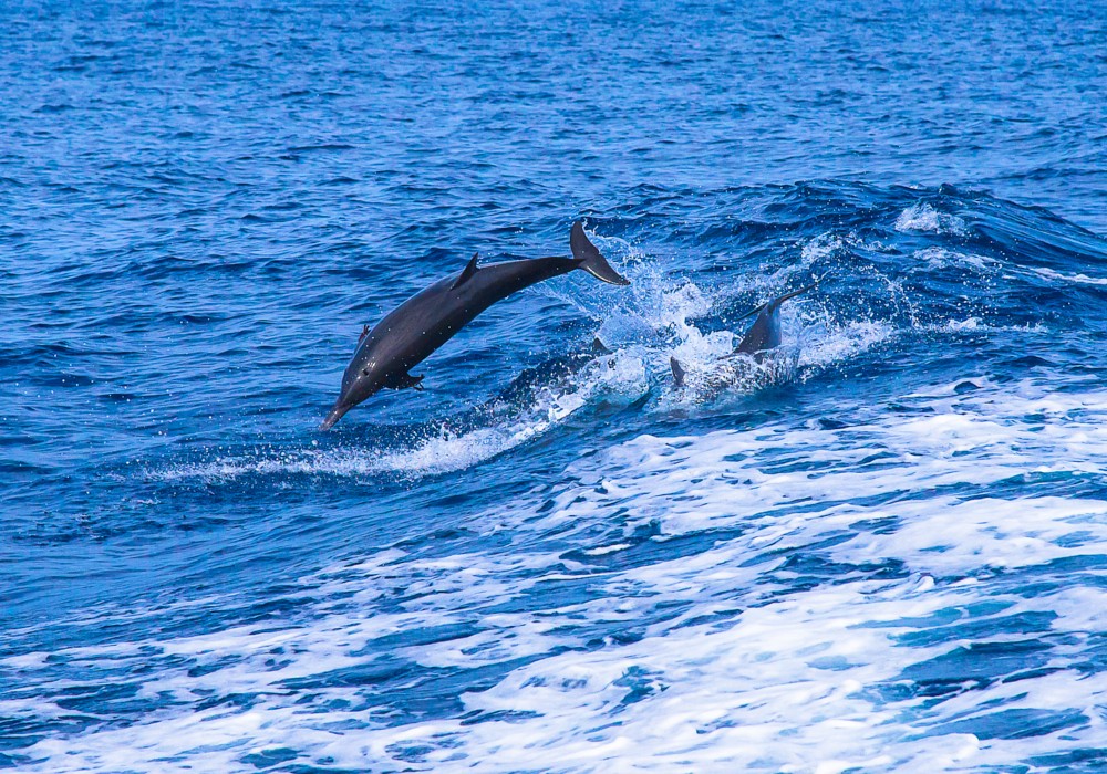 Whale shark and diver Mexico Trip Explore